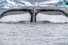 Antarctica, Yalour Islands. Humpback whale fluke close-up. Art Print